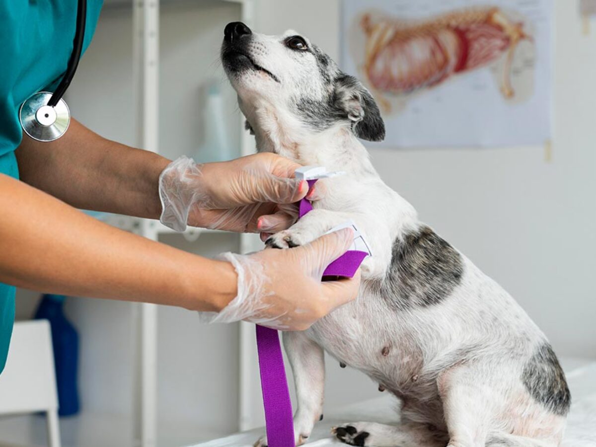 Señales de emergencia en tu mascota