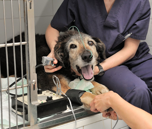 Cuidado dental: el secreto de una mascota sana